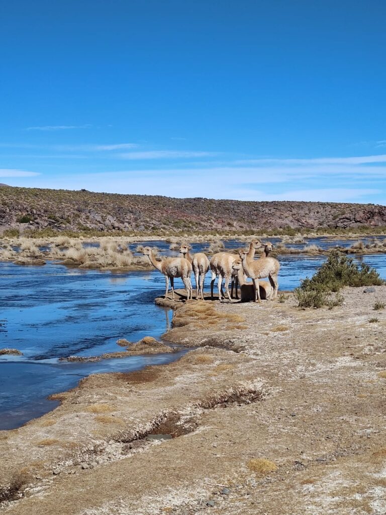 Mensura en Antofagasta de las Sierras – Catamarca